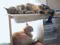 pepper and zool