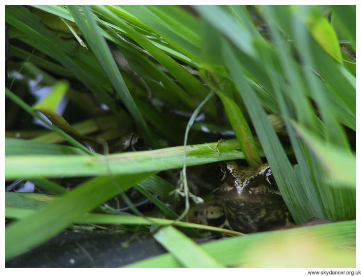 a frog in our pond