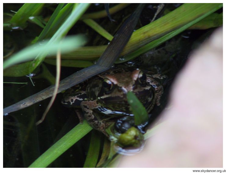 frog in our pond