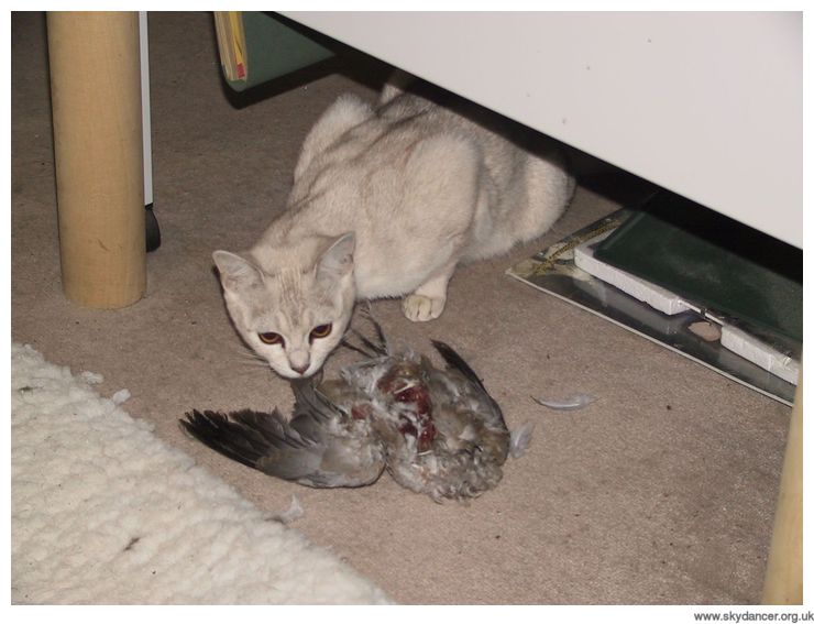 Lilith and her Dinner