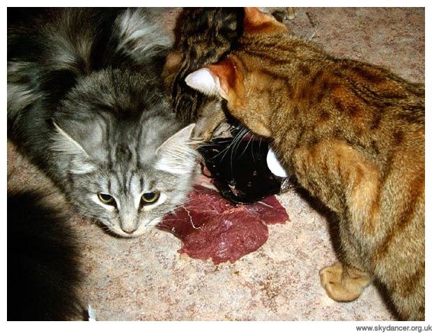Feeding Frenzy