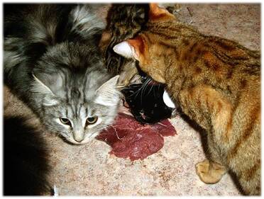 Feeding frenzy