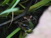 frog in our pond