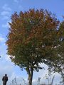 tree ~ sky ~ autumn